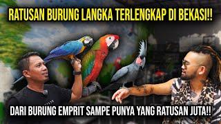 RATUSAN BURUNG LANGKA TERLENGKAP DI BEKASI!! DARI BURUNG EMPERIT SAMPE PUNYA YANG RATUSAN JUTA!!!