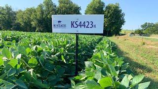 Mid-season Look KS4423N