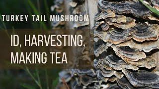 How to make Turkey Tail Tea (Trametes Versicolor) Step by Step: Identification, Harvesting & Tea