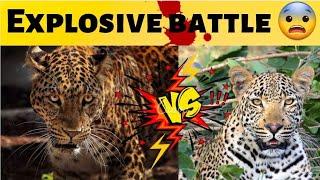 leopard vs jaguar who would win |leopard vs jaguar fight to death @OverloadedTv