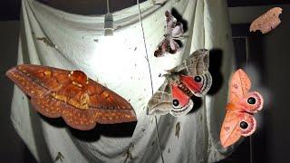 GIANT Moths love this LAMP!!! [Moth-Trapping in Brazil; REGUA Series]