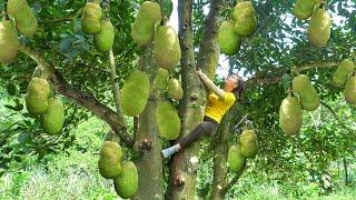 Harvesting A Lot Of Jackfruit Go To Countryside Market Sell - Take care farm animals