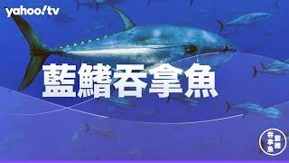 很美味？藍鰭吞拿魚卻因饕客走上滅絕之路｜當這地球沒有牠 | Yahoo Hong Kong