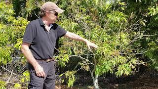 Two Rules of Thumb for Growing Lychee trees