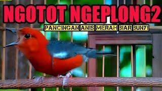 ANIS MERAH NGEPLONG NGEPLONG, TERAPI ANIS MERAH PAGI HARI