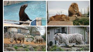 VLOG AU ZOO DE BEAUVAL (jour 1)