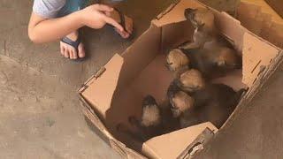 My Son Found 6 Hungry Puppies Was Abandoned In Front Of My Shop At 7:00 AM In The Morning...