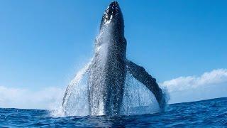 Incredible Humpback Whale Breach