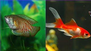 Can dwarf gouramis and goldfish live together? can goldfish and gourami share the same fish tank?