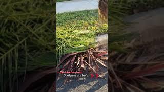 We found an AMAZING free Red Star Cordyline in a landscape debris pile!