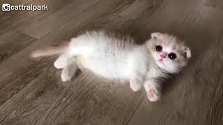 in #whitemunchkin #fluffykitten  This Baby Munchkin Kitten Will Melt Your Heart