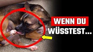 13 Anzeichen dafür, dass dein Hund dir etwas Wichtiges sagen will!