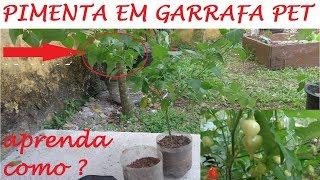 Incrível Como produzir PIMENTA biquinho em Garrafas Pet !