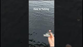 how to fishing jak lowic ryby  #ryby #poradnik #wedkarstwo #shorts