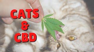 How To Choose The Right CBD For Cats | Two Crazy Cat Ladies #Shorts