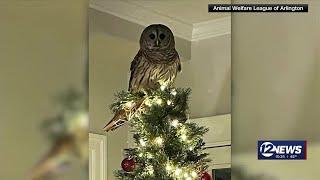 Owl swoops in to replace star on Christmas tree