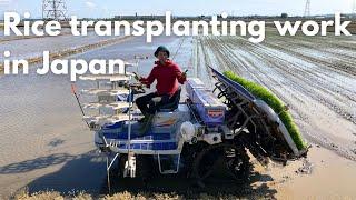 Introducing Japanese Rice Transplanting Work