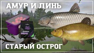 Крупный амур и линь на Старом Остроге - РР4┃maXS1k
