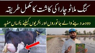 King Mulato Chaara ki Kaasht Ka tarika | Dairy Farming in Pakistan