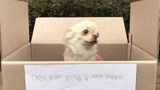 (Eng Sub) Homeless Abandoned Puppy In a Box |  Would you help? (Social experiment)