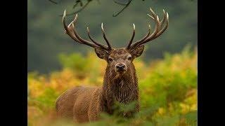 охота в Шотландии на благородного оленя