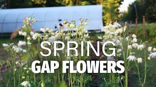 Spring cut flowers that fill the blooming gaps!