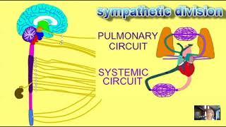 fight or flight; rest & repose; the effects of chronic stress