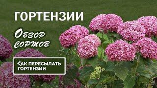 Гортензии. Обзор сортов. Как пересылать гортензии
