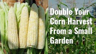 DOUBLE Your Corn Harvest from a Small Garden with this TRICK