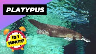 Platypus  The Animal With a Duck Bill and Beaver Tail! | 1 Minute Animals