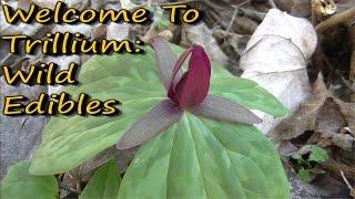 Welcome To Trillium: Wild Edibles!