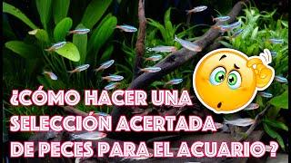 ¿Cómo hacer una selección acertada de peces para el acuario? Química y Compatibilidad de especies