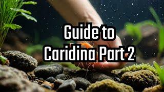 Beginners Guide to Caridina part 2
