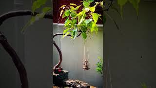 Krishna on Swing #ytshorts #trending #viral #india #bonsai #bonsaitree #krishna #swing #beautiful