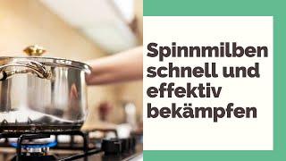 5 schnelle und effektive Methoden zum Spinnmilben bekämpfen