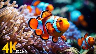 Aquarium 4K VIDEO (ULTRA HD)  Beautiful Coral Reef Fish - Relaxing Sleep Meditation Music #136