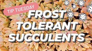 FROST TOLERANT SUCCULENTS 