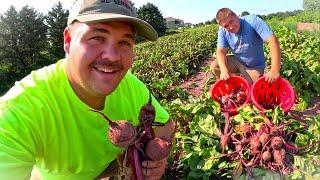 2023 HUGE VEGETABLE HARVEST