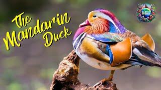 The 3-Minute Guide to Understanding MANDARIN DUCKS' Secret Lives