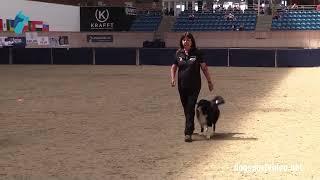 Qualification - Wera Hahn + Tending Wonderful/Border Collie - Germany