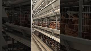 Fully Automatic Poultry Farm