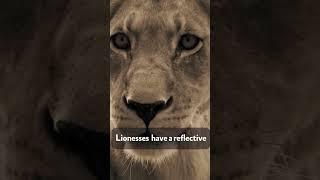 Lionesses  have a reflective layer at the back of the eye, called the #shorts