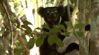 Attenborough Meets an Indri Lemur | Attenborough and the Giant Egg | BBC Earth