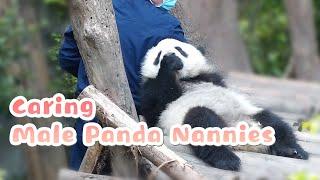 Male Panda Nannies: How Tough Guys Show Love To Pandas | iPanda