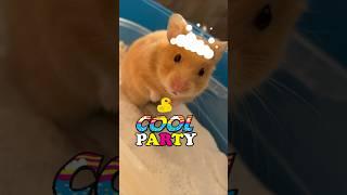 how do I take a bath #hamsterpets #goldhamster #hamstergram #pets #hamsters