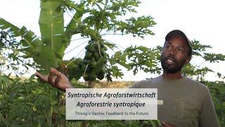 Thiong'o Gauchie | syntropische Agroforstwirtschaft |  l'agroforestrie syntropique