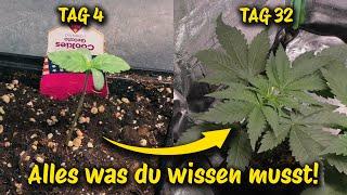 Wie baut man Cannabis an?  #cannabisanbauen