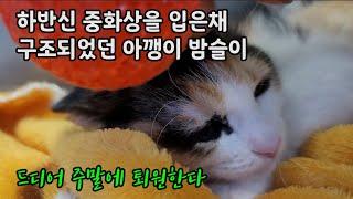 하반신 중화상을 입은 채 구조되었던 밤슬이 드디어 주말에 퇴원합니다