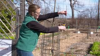 Espalier Fruit Trees is Easy!