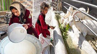 Single Mom's Initiative: Modern Goat Milking Pit